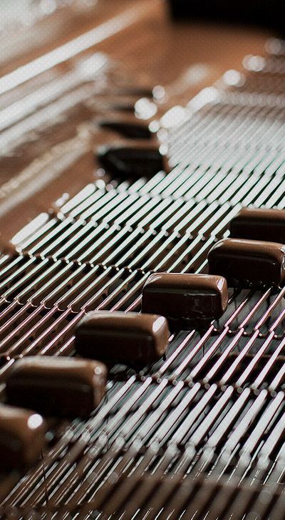 Chocolate Plant